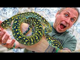 ing snakes two australian pythons