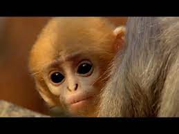 cute baby monkey has too many