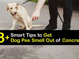 dog urine odors tricks to get rid of