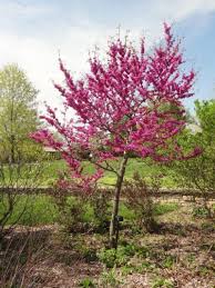 Learn About Oklahoma Redbud Tree Care