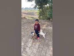 Funny Dogs 17 Shorts Youtube gambar png