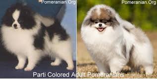 Pomeranian Colors With Pictures Goldenacresdogs Com