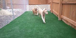 Artificial Grass For Dogs Is A Smart