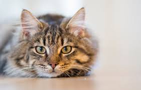Is your cat interacting with other pets and. Hyperthyroidism In Cats Ponsonby Vet And Herne Bay Vet Nz