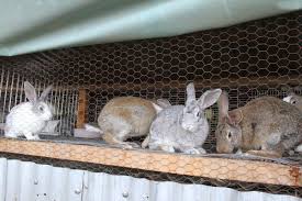 Rabbit is considered a delicacy, and the price you can get per pound certainly reflects that. How To Start Successful Rabbit Farming Business Farmkenya Initiative
