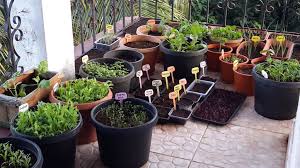 how to grow organic vegetables on