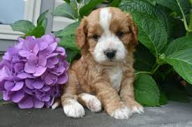Whether you're looking for a little dog or a big bundle of fur, it's vital to choose your puppy from a breeder or business you can trust. Cavapoo Breeders In New York Top 4 Picks 2021 We Love Doodles
