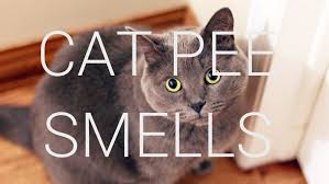 how to get rid of cat smells