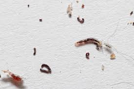 fleas in carpets and rugs