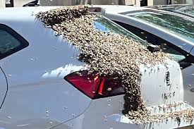 Swarm Of Bees Cover Back Of Car In