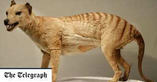 However, a number of recent sightings have reignited the discussion about the animals continued existence on the australian mainland. Mystery Of What Wiped Out The Tasmanian Tiger Finally Solved