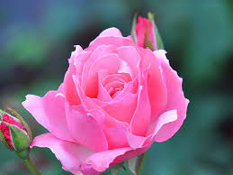 pink rose rose beautiful flower