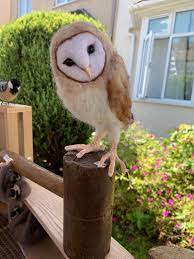 Large Needle Felted Barn Owl Sculpture
