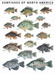 The Sunfishes Of North America Zutano Fish Freshwater