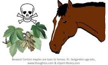 are-any-maple-trees-safe-for-horses
