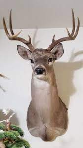 Deer Head Shoulder Mount Taxidermy