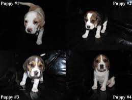 The beagle breed originated in england as a cross between the harrier and other hounds of england. 3 Purebred Beagle Puppies Available On November 21st For Sale In Chico California Classified Americanlisted Com