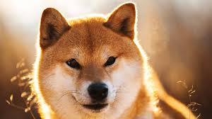 shiba inu names