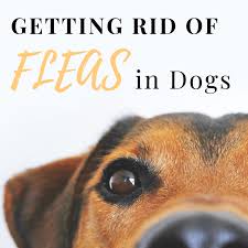 how to get rid of fleas in dogs