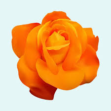 orange rose vector art icons and