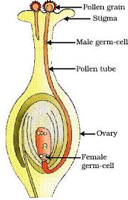 Floral formula and floral diagram. A What Is Pollination Give Its Two Types B Draw A Longitudinal Section Of Female Reproductive Part Of A Flower Showing Germination Of Pollen Grain Label On It The Following I Stigma