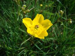 Ranunculus arvensis - Wikipedia