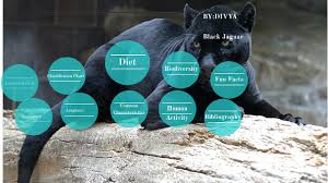 Black Jaguars Ecosystem By Divya Patel On Prezi Next