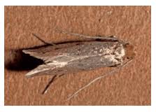 case bearing carpet moths tinea