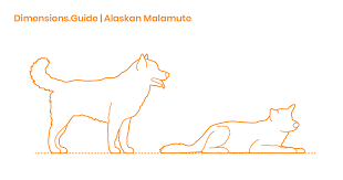 Alaskan Malamute Dimensions Drawings Dimensions Guide