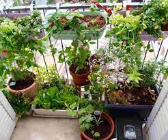 35 best terrace gardening ideas