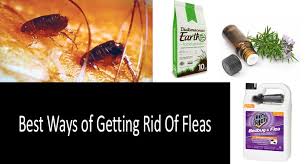 how to get rid of fleas in house and