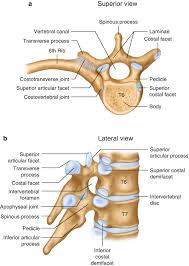 The thoracic vertebrae are a group of twelve small bones that form the vertebral spine in the upper trunk. Anatomical Considerations Of The Thoracic Spine Springerlink