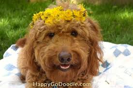 How to make a dandelion crown. How To Make A Flower Crown Using Just Dandelions Happy Go Doodle