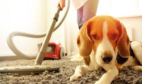 remove pet fur from your carpet