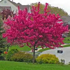 Redbud is one of the best plants to grow for a spring floral display, and this dwarf, weeping cultivar (5 to 10 feet tall and wide) is perfect for small yards. Zone 5 6 Flowering Trees