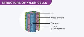 xylem parenchyma structure function
