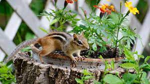chipmunks with proper baiting and trapping