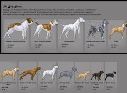 The Bully Breeds A Chart Pitbull Dog Attack Dog Attack Dogs