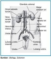 The urinary system, also known as the renal system or urinary tract, consists of the kidneys, ureters, bladder, and the urethra. Proses Pembentukan Urine Pada Ginjal Manusia