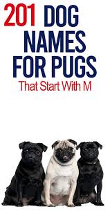 Sure they're cute as adults, but in puppy form few breeds are cuter. Pug Names That Start With M Pug Names Dog Names Cute Girl Dog Names