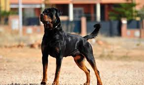 rottweiler dog breed everything you