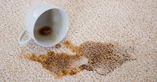 remove old coffee stains from carpet now