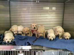 Our dogs and puppies are registered. The Best 1 Lab Breeder In Arizona Akc Pure Breed Labrador Retriever Breeders Akc Pure Breed Lab Breeders Pure Breeders Near Me In Arizona