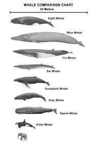 Whale Length Chart This Poem Teaches Us About Whales