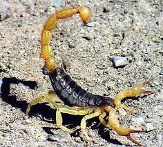 the 6 deadliest scorpions in the world