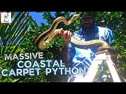 mive coastal carpet python you