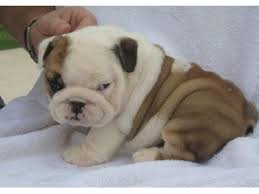 This is certainly not an exhaustive list, but here are a few of the most popular dog breeds Cute And Adorable English Bulldog Puppies For Sale Animals Alexandria Ohio Announcement 72453