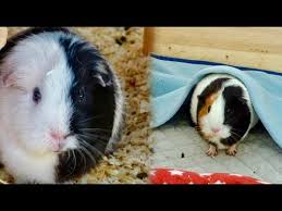 best bedding for guinea pigs 2021