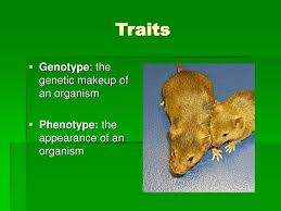 ppt introduction to genetics