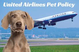 united airlines pet policy how to fly